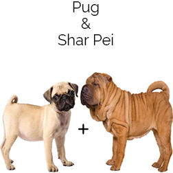 Pug-A-Pei Dog